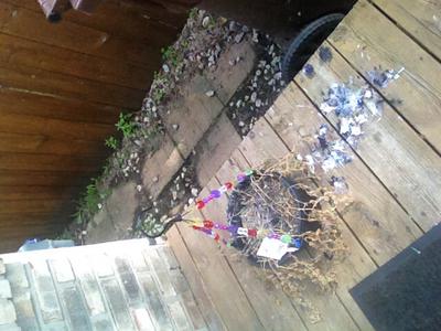 Nest in planter after Robins left