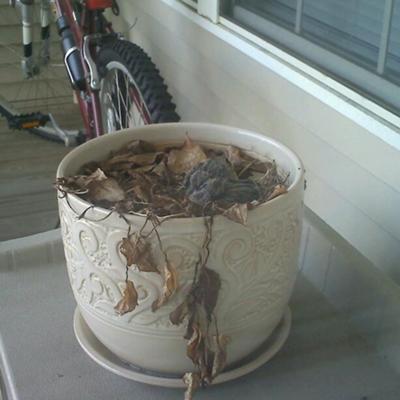 Two Mourning Dove Babies (squabs)