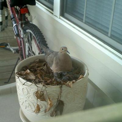 Mom Dove with Her Babies 