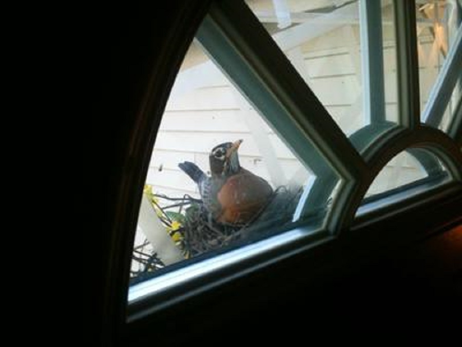 Robin Looking through window of door from Nest