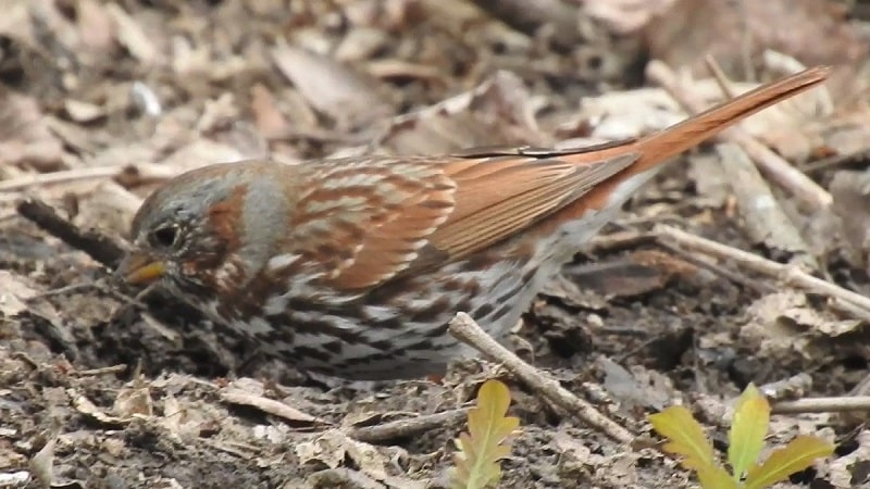 fox sparrow searching leaf for insects