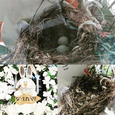 Robins Nesting On Holiday Wreaths