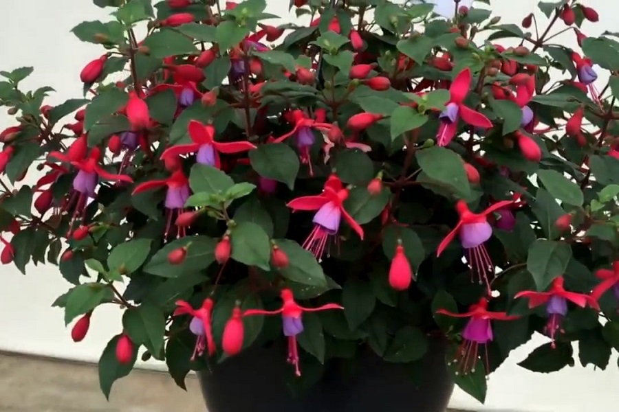 fuchsia in planter
