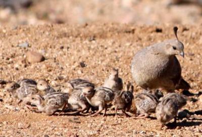 baby quails gambels
