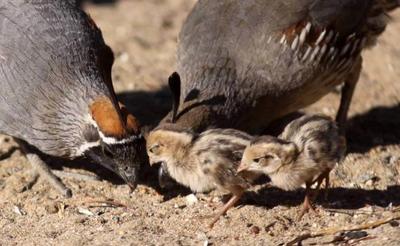 quail with babies