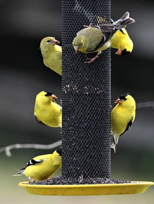 Several American Goldfinch feeding while clinging to a nyjer seed tube feeder