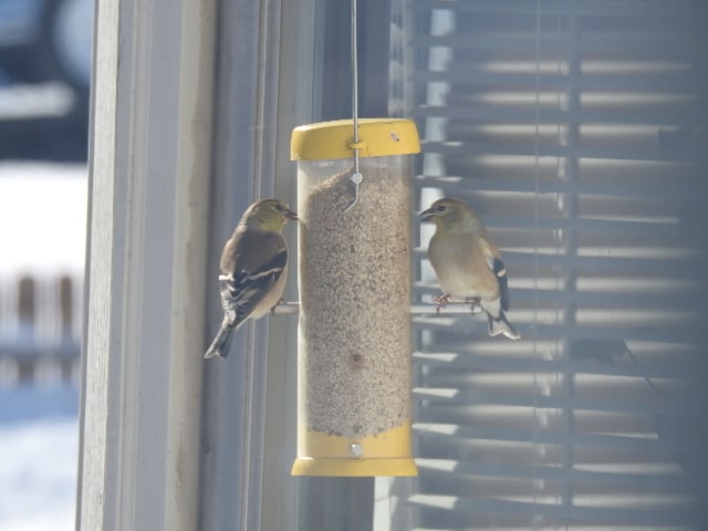 goldfinches on feeder filled with sunflower chips