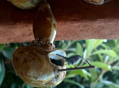 Wren Nesting in Gourd Birdhouse