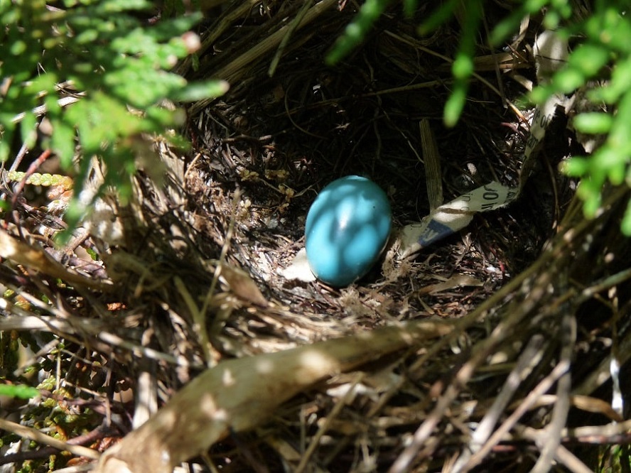 egg and nest of gray catbird