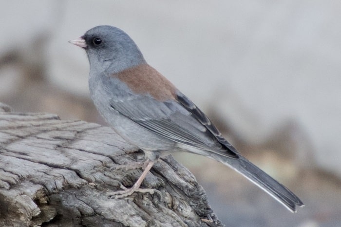 Gray-headed Junco
