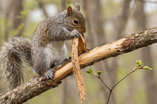 A gray squirrel is pulling a strip of bark off a tree branch