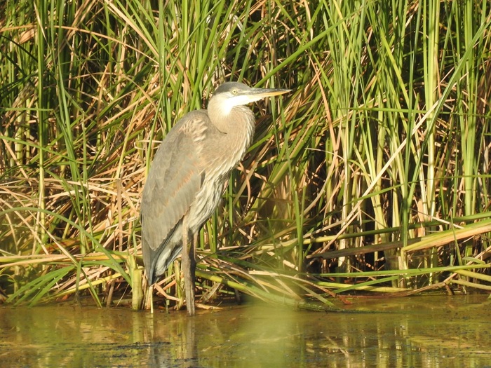 great blue heron standing in water