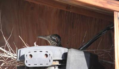 Big bird and her nest!