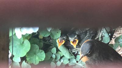Robin nest in hanging plant under deck