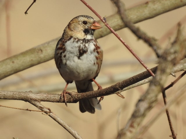 harris's-sparrow