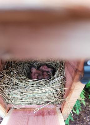hatchling bluebird in nest