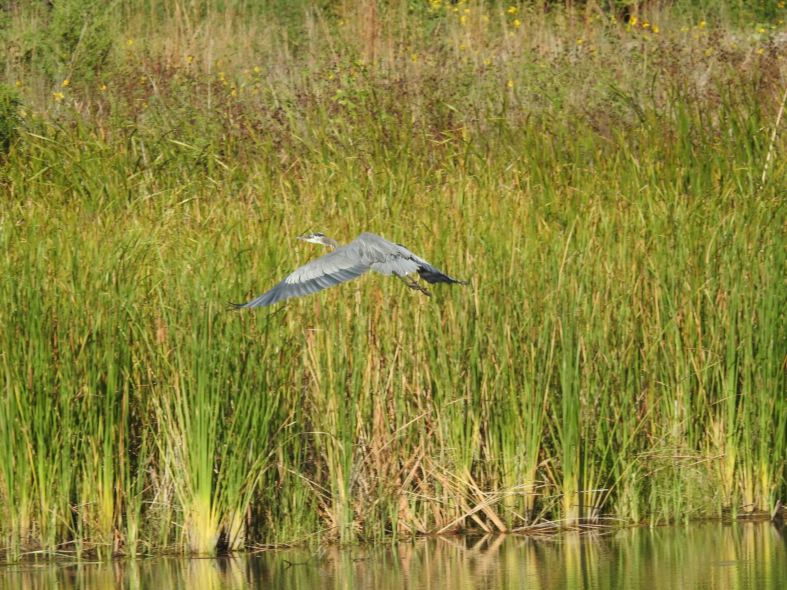 Great Blue Herons Nesting Habits, Masters of the Wetlands