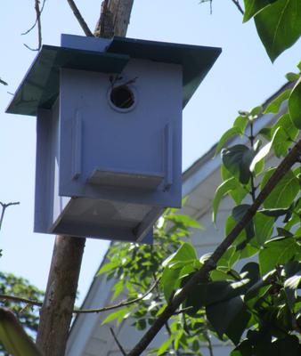 House Wren Birdhouse Homemade