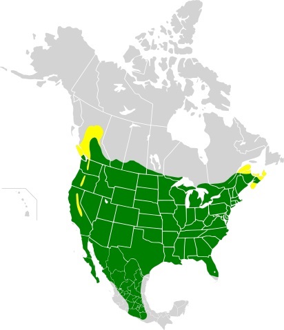 house finch range map
