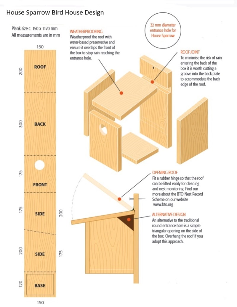Sparrow bird box dimensions free plan 