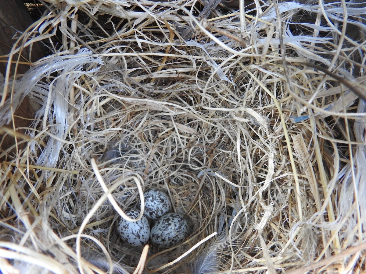 field sparrow eggs