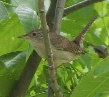 House Wren Habits Nesting Feeding Mating