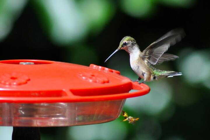 solataire hummingbird filling up before migration