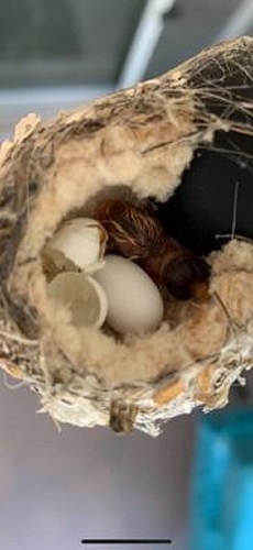 hummingbird egg hatched