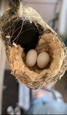 2 anna hummingbird eggs