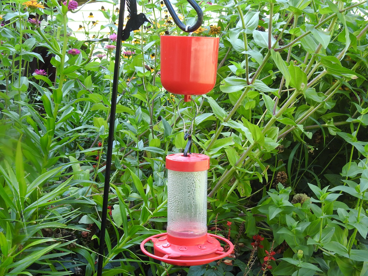 Hummingbird Feeder with Ant Moat Above on short Shepard hook