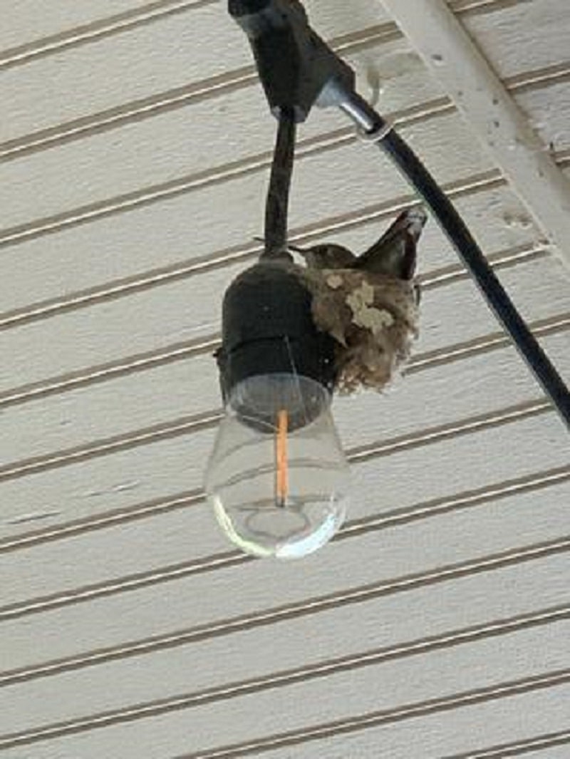 hummingbird incubating eggs