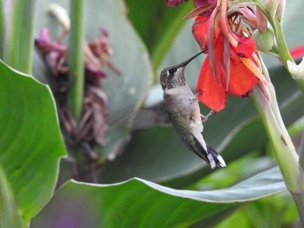 hummingbird on canna flower