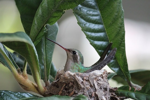hummingbird incubating eggs in nest