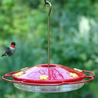 hummingbird oasis nectar feeder