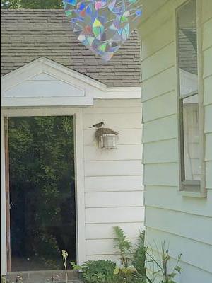 Attentive Mama Redbreast