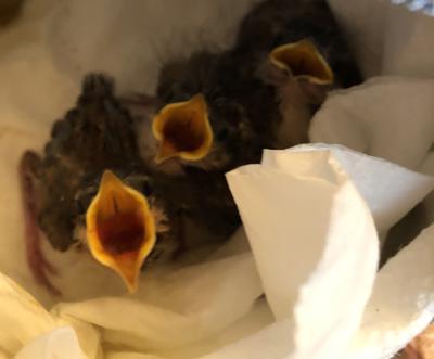 Hungry Wren babies