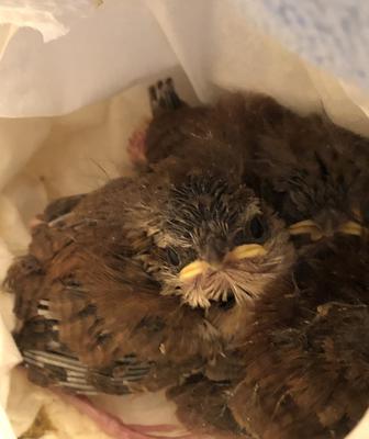 Wrens calm after feeding