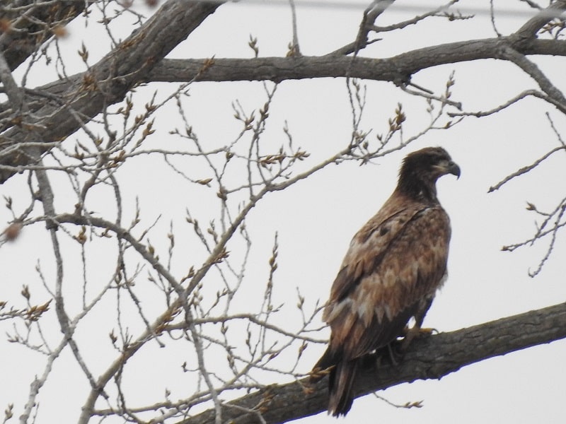 immature bald eagle with brown head