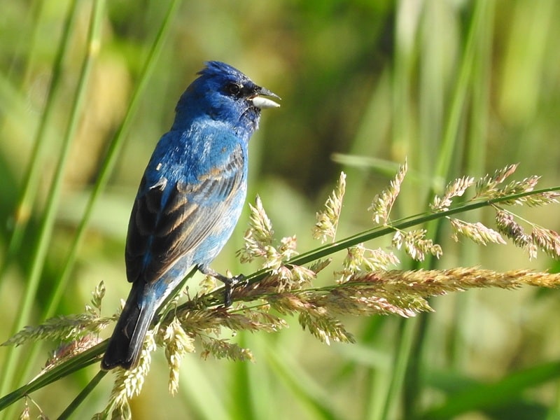 Male Indigo on breeding grounds after migrating