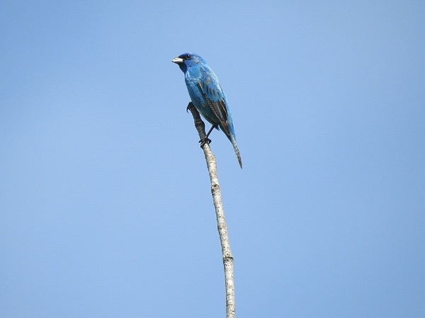 Indigo Bunting Perched on Tree Branch