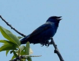 indigo-bunting in treetop
