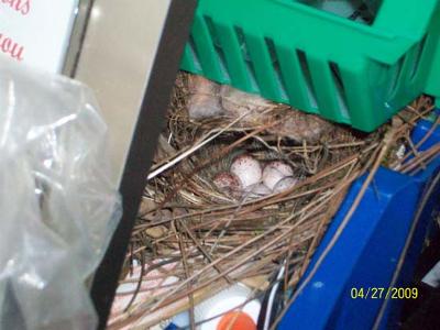 Close Up Of Wren Nest