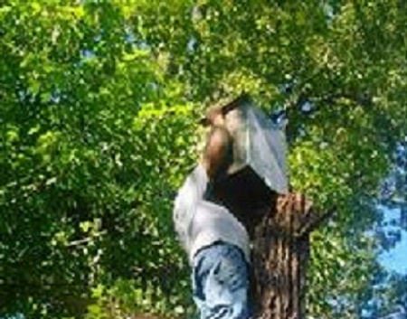 installing owl house on damaged tree