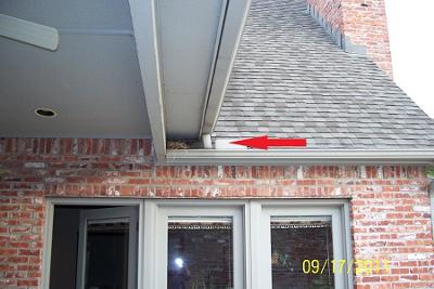 Parent Dove Nest Where We Placed Dove Hatchling