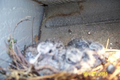 Three Baby Doves