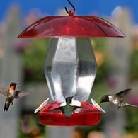 hummingbird feeder