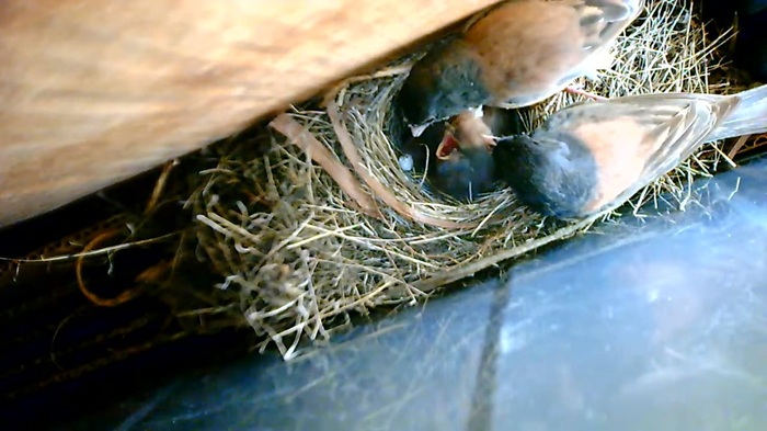 male and female junco feed young in nest