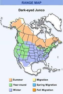 Dark-eyed Junco Range Map showing where they nest and where they migrate in winter