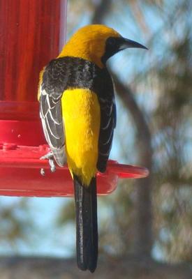 Birds That Feed At Hummingbird Feeders