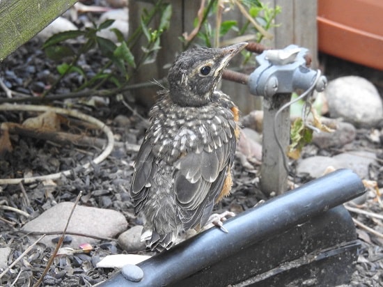juvenile robin perched on the ground waiting for parents to feed it food